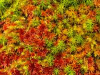 Farbduett aus rotem und grünem Moos